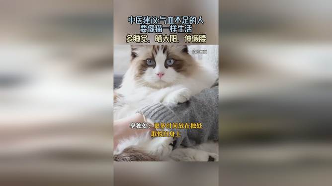 氣血不足的人可以學學小貓