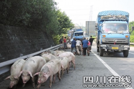 運(yùn)豬車被撞側(cè)翻 二師兄馬路上撒歡