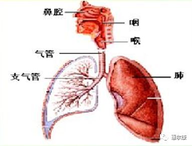 英呼吸道疾病患者激增