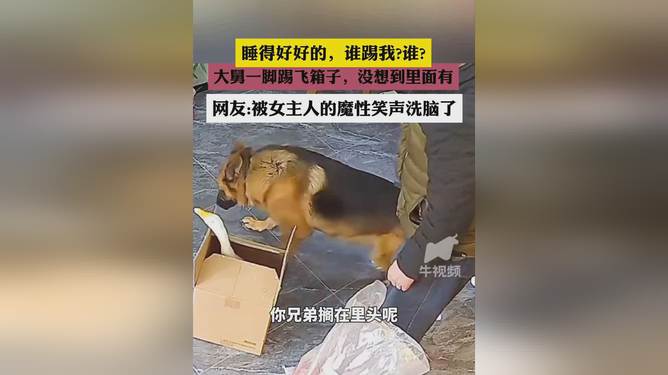 小伙按年豬沒按住被豬一腳踹臉上