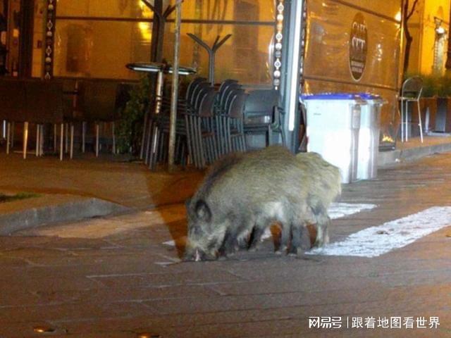 澳門管家婆三肖三碼1000,目擊者路邊拍到野生東北虎捕食野豬