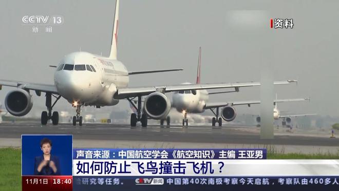 2025年新澳門彩開獎結(jié)果,韓客機失事當天只有2人從事防鳥活動