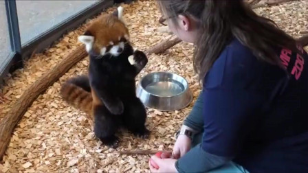 看澳門最快開獎水果奶奶,飼養(yǎng)員拍視頻時遭獅子襲擊身亡