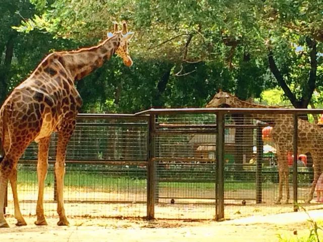 944cc天下彩入口一,非洲8歲男孩在野生動(dòng)物園獨(dú)自求生5天