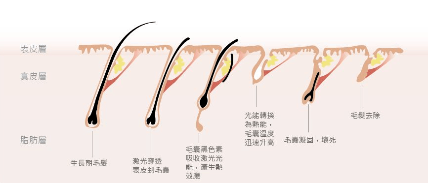 沒牙齒的是什么生肖