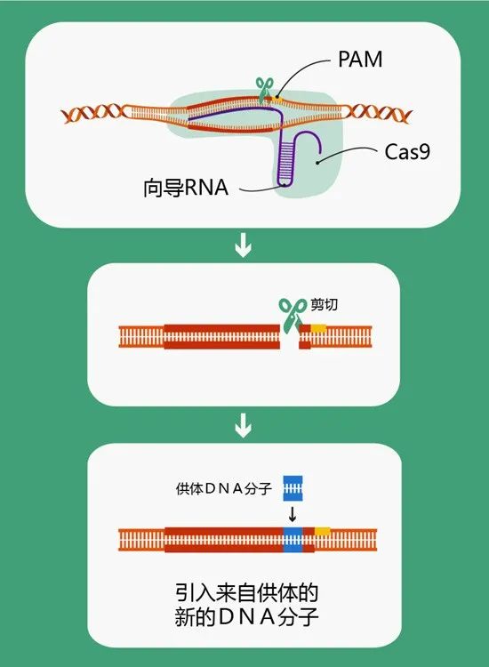 新澳門最長的一肖是多少期末出,徐志勝家基因有多強(qiáng)大