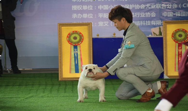 奧彩4肖八馬開獎結果,四只警犬挨個被點名通報批評