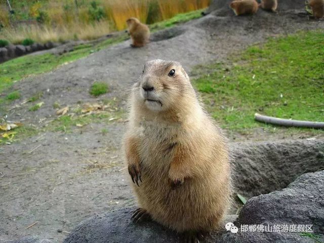 十二生肖沒牙齒的動物是什么動物圖片,濱州超百畝地被挖坑取土 官方介入